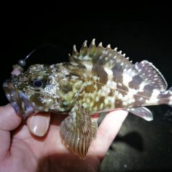 カモメ大橋(ヘチ釣りでついに今年初のキビレチヌ釣果)