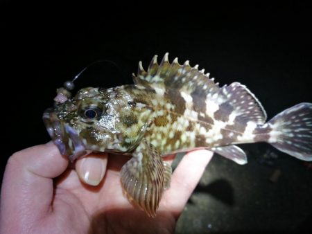 カモメ大橋(ヘチ釣りでついに今年初のキビレチヌ釣果)