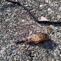 やっと行けた！