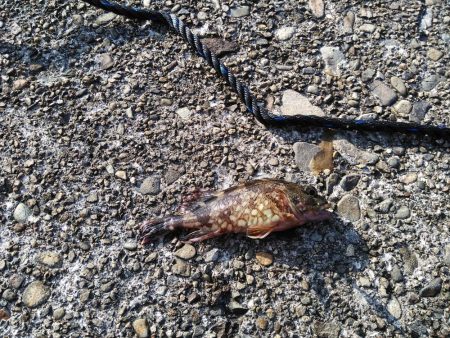 やっと行けた！