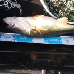 ＧＷ初日シヤーロー好調