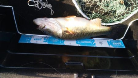 ＧＷ初日シヤーロー好調