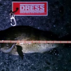 月夜のメバル調査