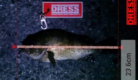 月夜のメバル調査