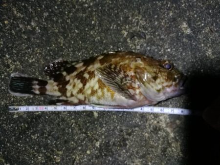 カモメ大橋 in ヘチ釣り（根魚のみ釣果）…