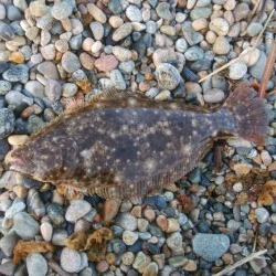 ひらめ釣れましたー