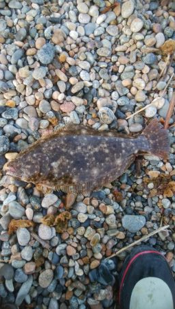 ひらめ釣れましたー