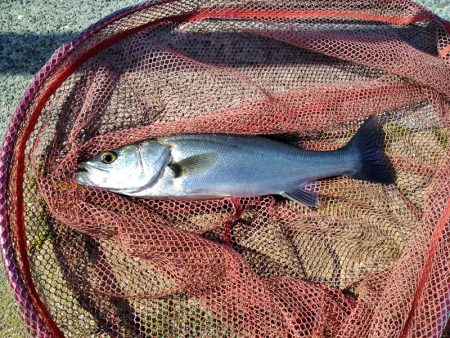 粘って、粘って