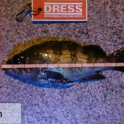 今夜もメバリング