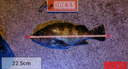 今夜もメバリング