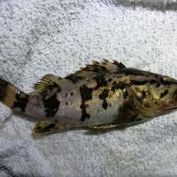 フェリーターミナル(ヘチ釣りで初の好釣果!小キビレ5匹他)