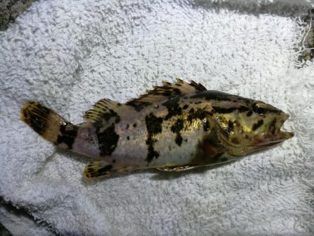 フェリーターミナル(ヘチ釣りで初の好釣果!小キビレ5匹他)