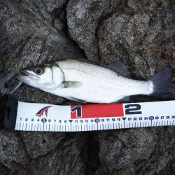 シーバス50センチ, 30センチ