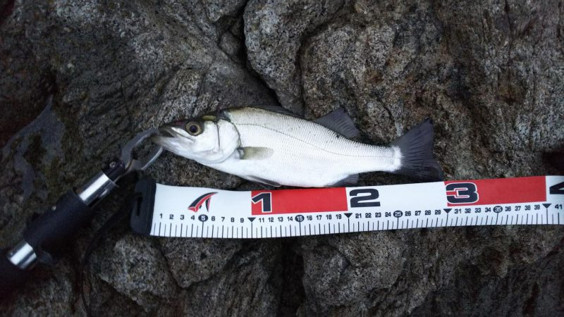 シーバス50センチ, 30センチ