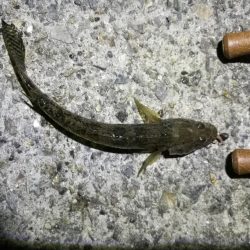 フェリーターミナルでヘチ釣り（昨日に続き、またもやキビレチヌ！）