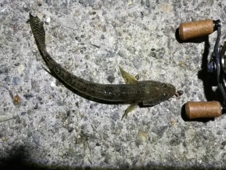 フェリーターミナルでヘチ釣り（昨日に続き、またもやキビレチヌ！）