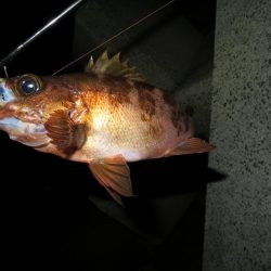 この時期のメバルはグッドサイズ！