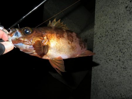 この時期のメバルはグッドサイズ！