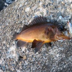 トラウトロッドでシーバスゲット！