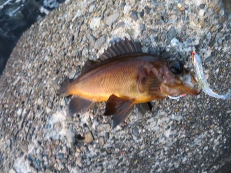 トラウトロッドでシーバスゲット！