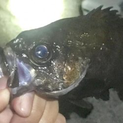 大潮爆風の淡路島でメバリング