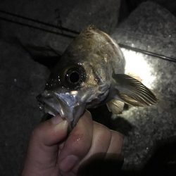 ２週間ぶりのメバリング