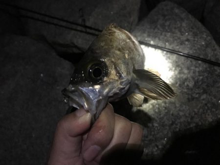 ２週間ぶりのメバリング