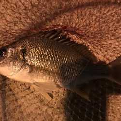 久しぶりのキビレ