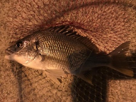 久しぶりのキビレ