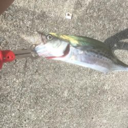 初サゴシ！！！