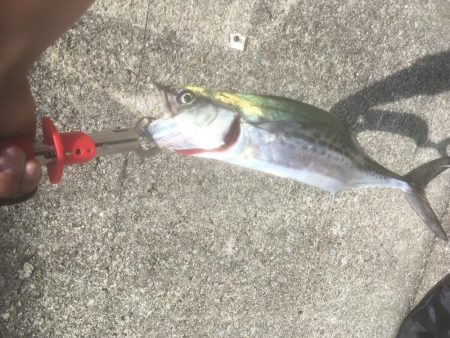 初サゴシ！！！