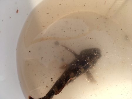 イワシを狙うが