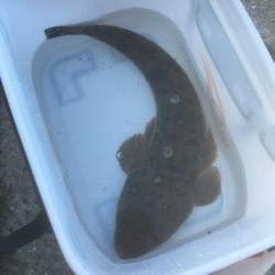 初マゴチやんけ！