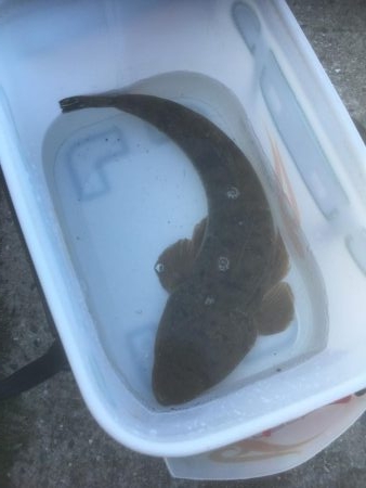 初マゴチやんけ！