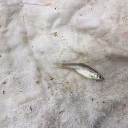 等々力緑地の管理釣り場へ行って来ました。