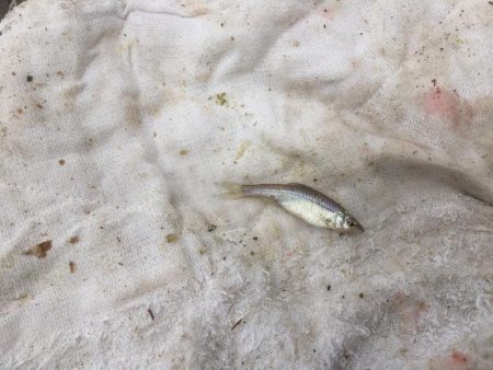 等々力緑地の管理釣り場へ行って来ました。