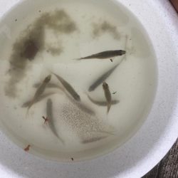 等々力緑地の管理釣り場へ行って来ました。