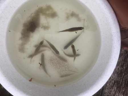 等々力緑地の管理釣り場へ行って来ました。