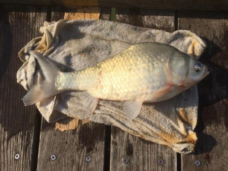 等々力緑地の管理釣り場でヘラブナ釣り。