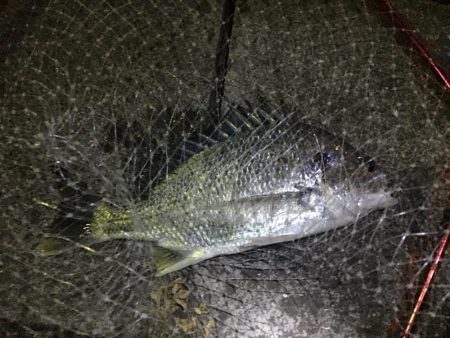 バチ確認できずチニングでキャッチ