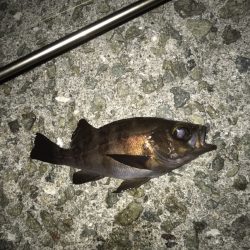 メバル・ガシラ