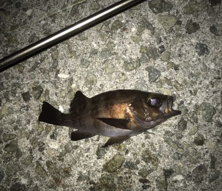 メバル・ガシラ