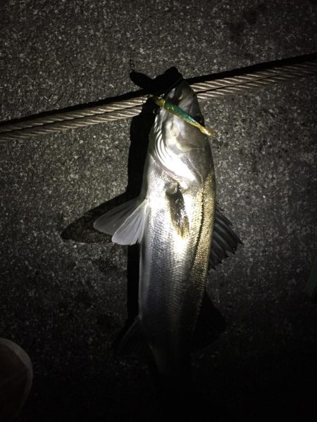 小松島港周辺 シーバス爆釣