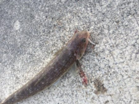 釣れど釣れどエソばかり…