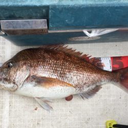 水温も上がってきて活性高まる。