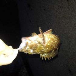 GWのメバリング