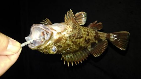 今日はガシラの日