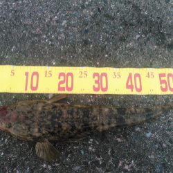 マゴチは裏切らない。