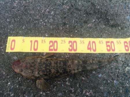 マゴチは裏切らない。