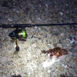 メバリングとチニング･･･？